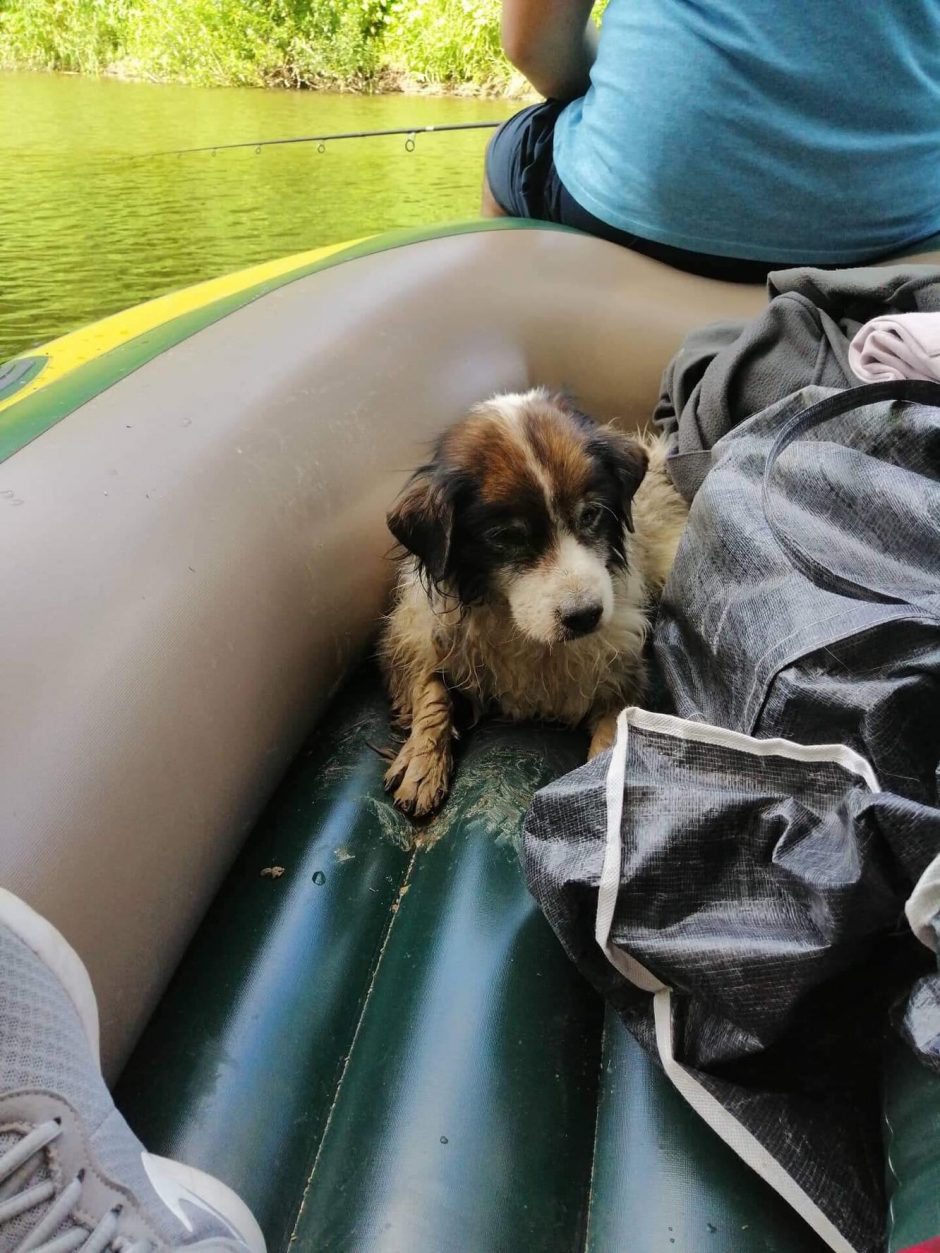 Gelbėjimo operacija: Minijos upėje rastas kelias paras vandenyje mirkęs šunelis