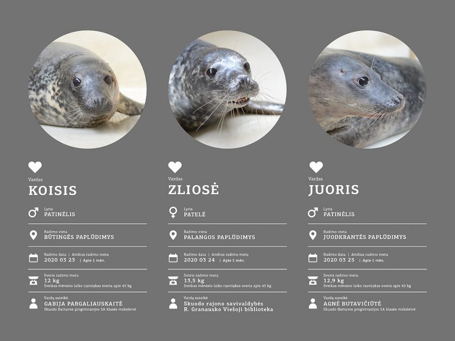 21 Lietuvos jūrų muziejaus rastas ruoniukas gavo po žemaitišką vardą
