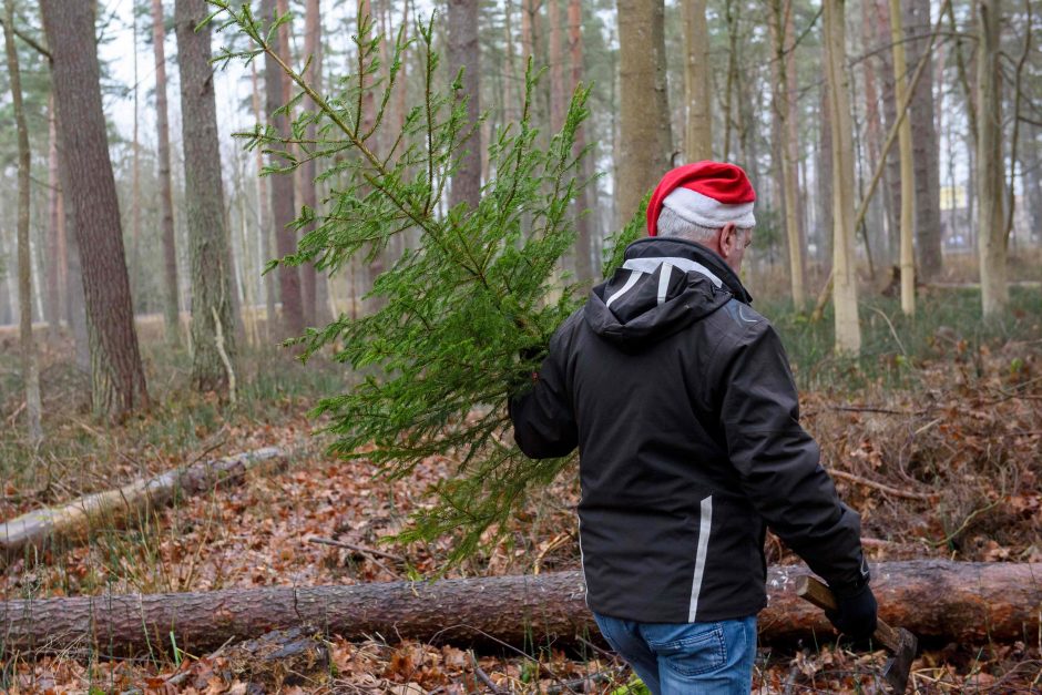 Latviai kviečiami į mišką nemokamai nusikirsti po Kalėdų eglutę  
