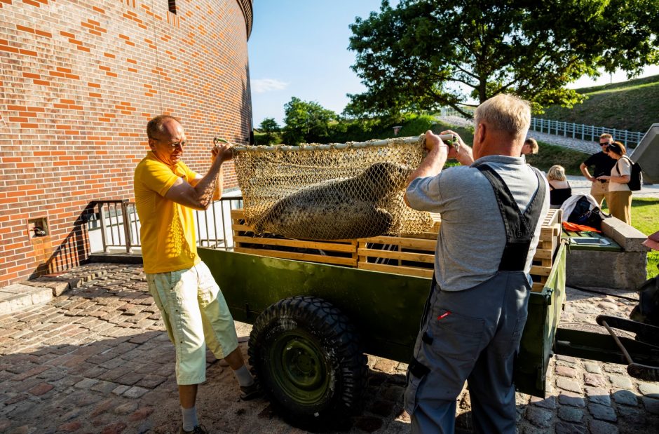 Į Baltiją iš laivo paleisti penki Jūrų muziejuje išslaugyti ruoniukai