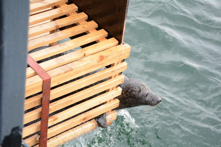 Į Baltiją paleisti dar penki Jūrų muziejuje išslaugyti ruoniukai