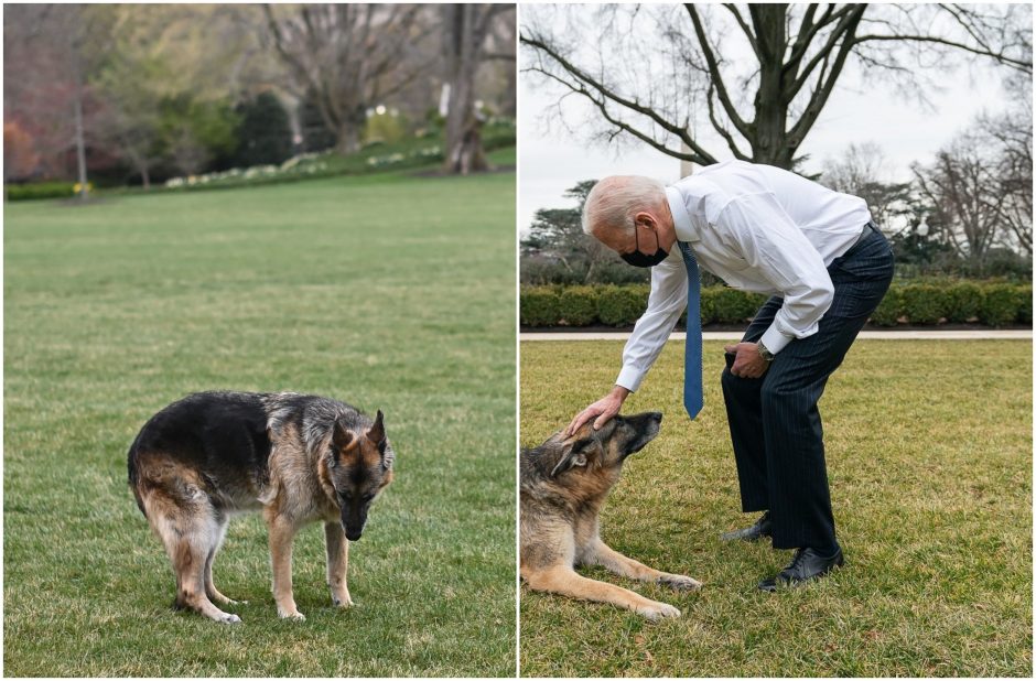 Nugaišo Bidenų šuo Čampas, šeimos „mylimas draugas“