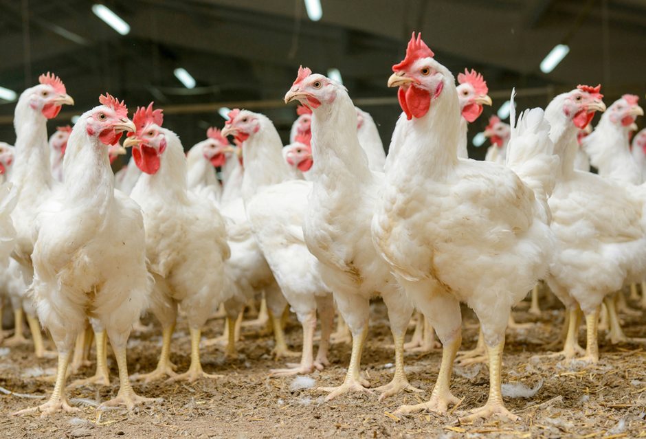 VMVT apie plintantį paukščių gripą: situacija Europoje kelia nerimą