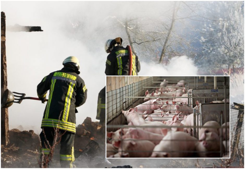 Klaipėdos rajone gausios ugniagesių pajėgos gesina kiaulininkystės ūkyje kilusį gaisrą