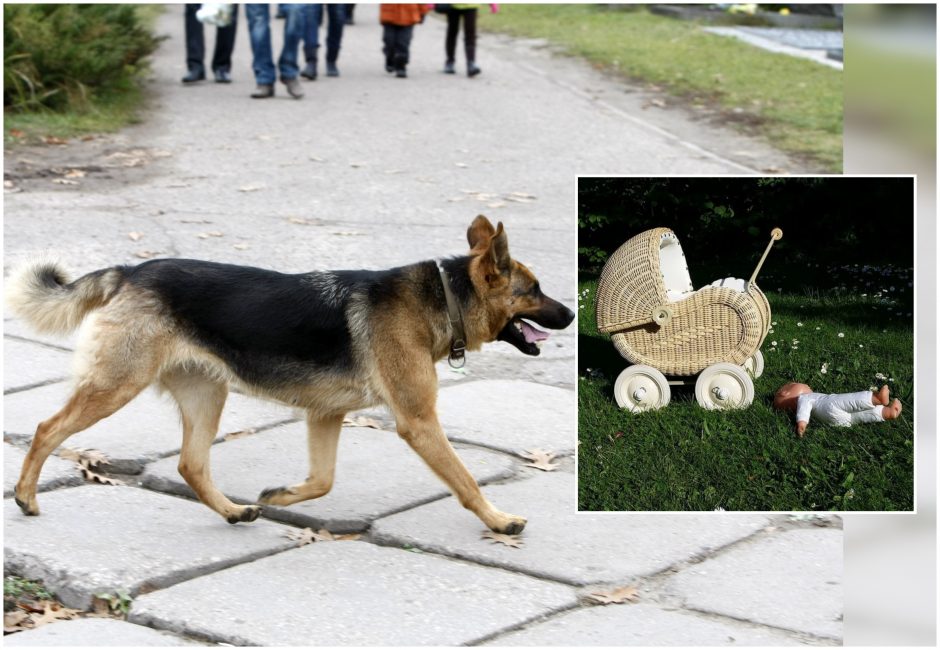  Vilniuje šuo apkandžiojo mažametį: vaikas – ligoninėje