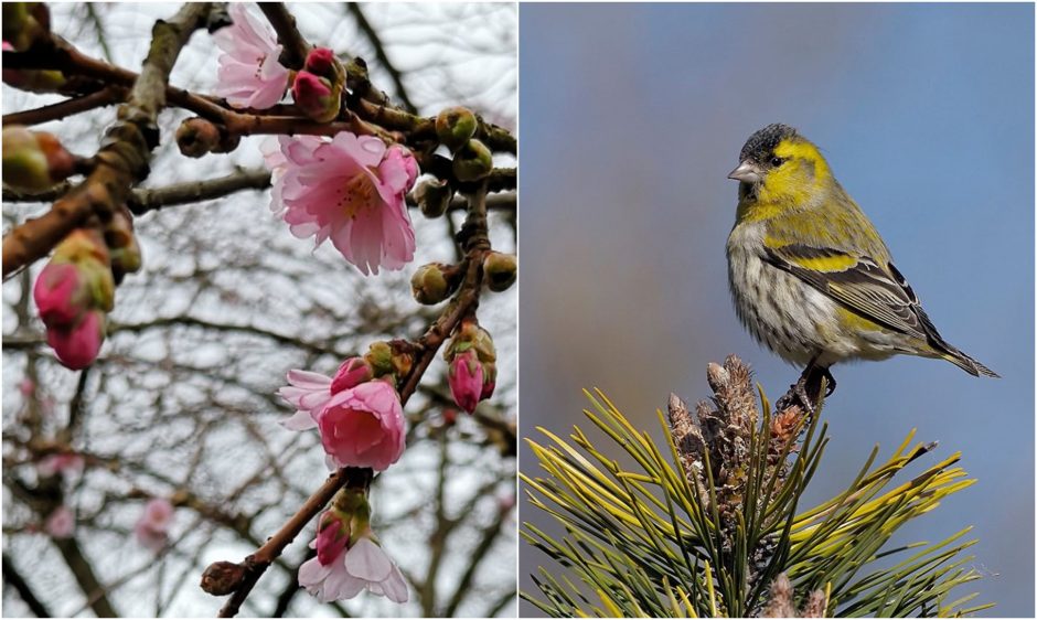 Uostamiestyje gamta nesiliauja stebinti: japoniškų sakurų žiedai jau išsiskleidė