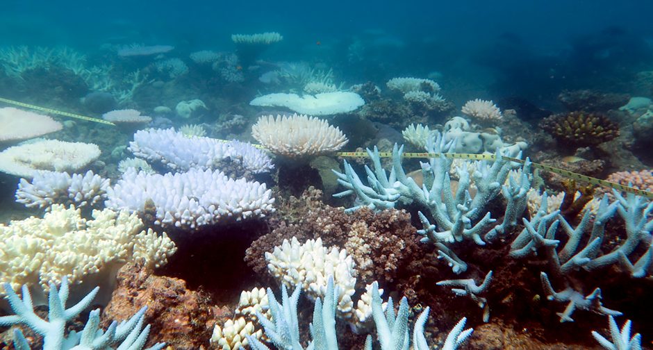 Mokslininkai pradėjo Didžiojo barjerinio rifo koralų atauginimo projektą