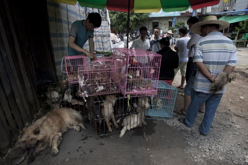 Tarptautinės žvaigždės ragina Indoneziją uždrausti prekybą šuniena
