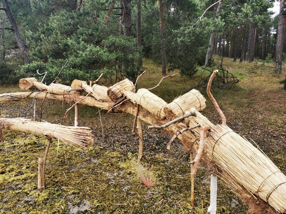 Neįprastas reginys: Nidoje – milžinės Neringos piršto atspaudas