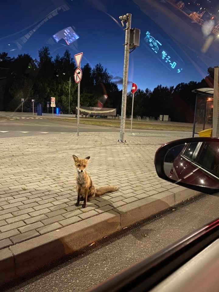 Poilsiautojus Nidoje terorizuoja lapė apgavikė