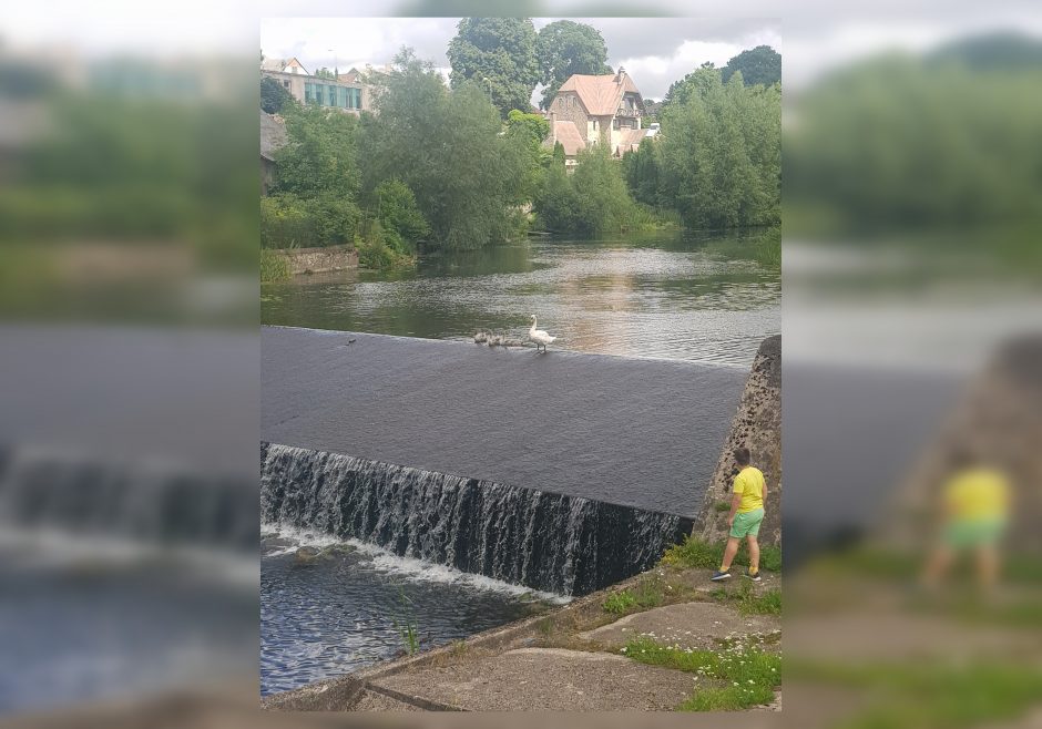 Kretingoje – gulbiuko gelbėjimo operacija