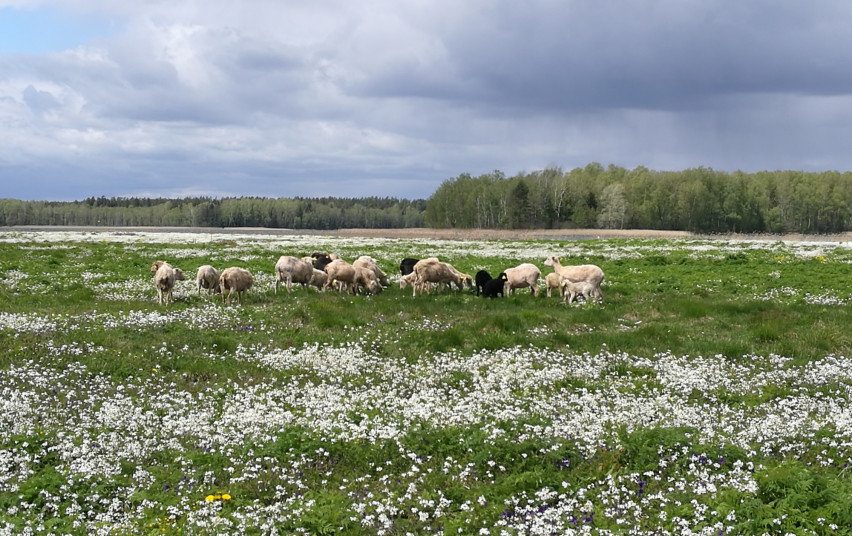Kretuono ežero salos kraštovaizdžiu rūpinasi daugiau nei šimtas avių