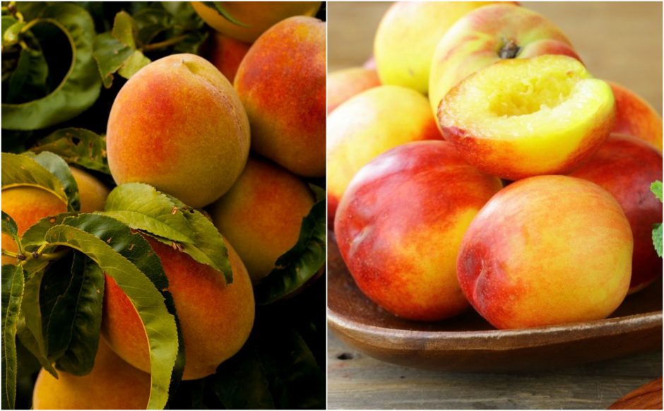 Amžina dilema: kaip atskirti persiką ir nektariną?