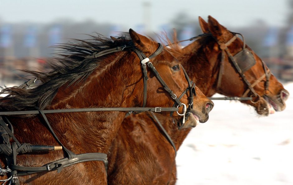Šilti orai griauna ir tradicijas – atidedamos Sartų žirgų lenktynės