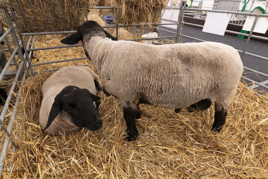 Pernai mažėjo vidutinė supirktų avių kaina