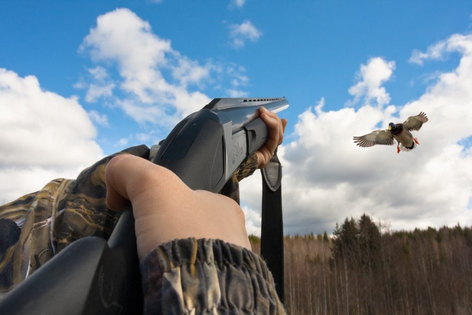 Prasideda paukščių medžioklės sezonas: draudžiama naudoti švino šratus