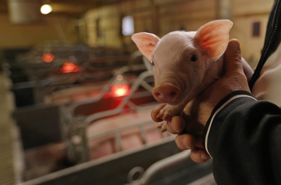 Kiaulių maras toliau plinta Europoje: trijose šalyse fiksuojami nauji židiniai
