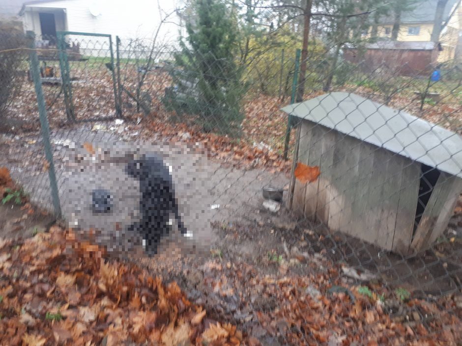 Vilniuje namo kieme rastas nukankinto šuns kūnas