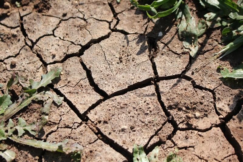 Skaudžios besitraukiančios sausros pasekmės: žemdirbiai neteko trečdalio derliaus