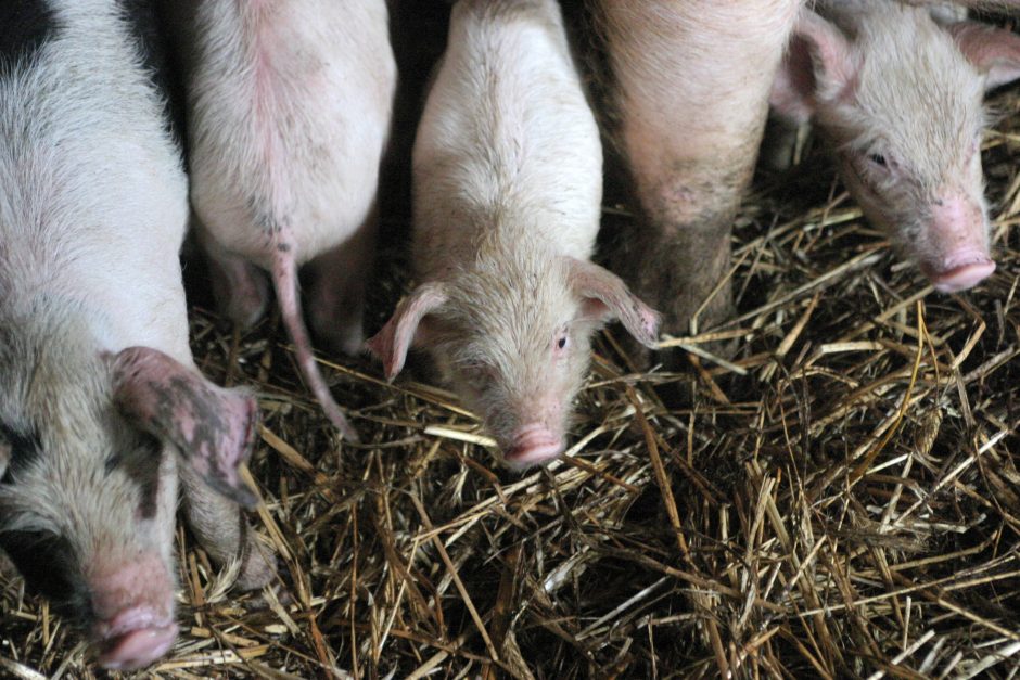 Lenkijos ūkiuose nustatyti dar trys afrikinio kiaulių maro protrūkiai