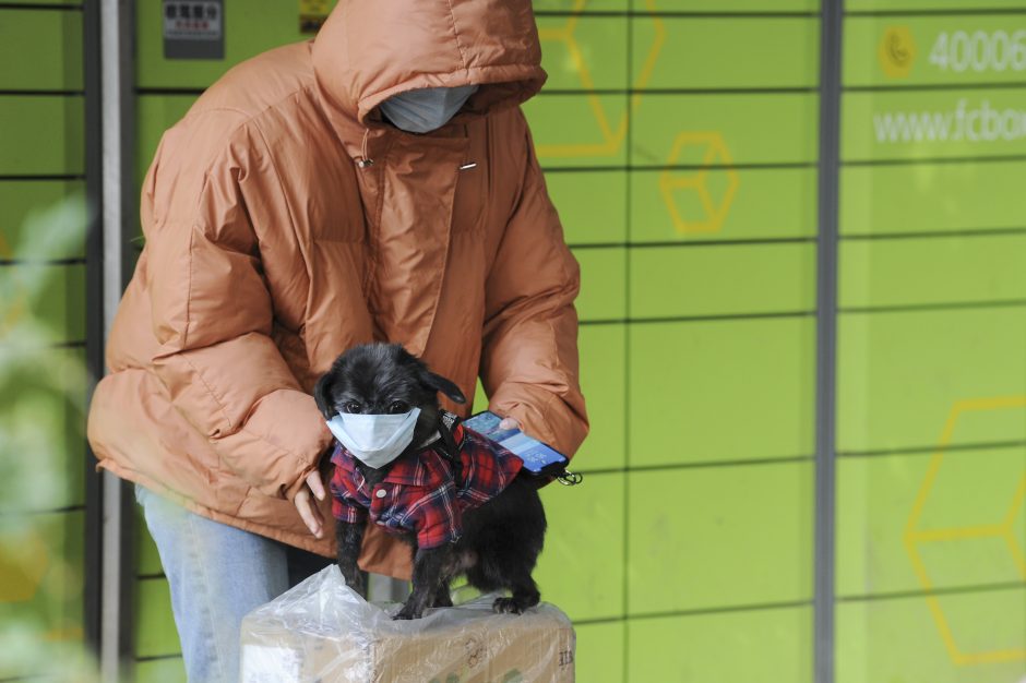 Honkonge dėl nedidelės koronaviruso koncentracijos izoliuotas naminis šuo