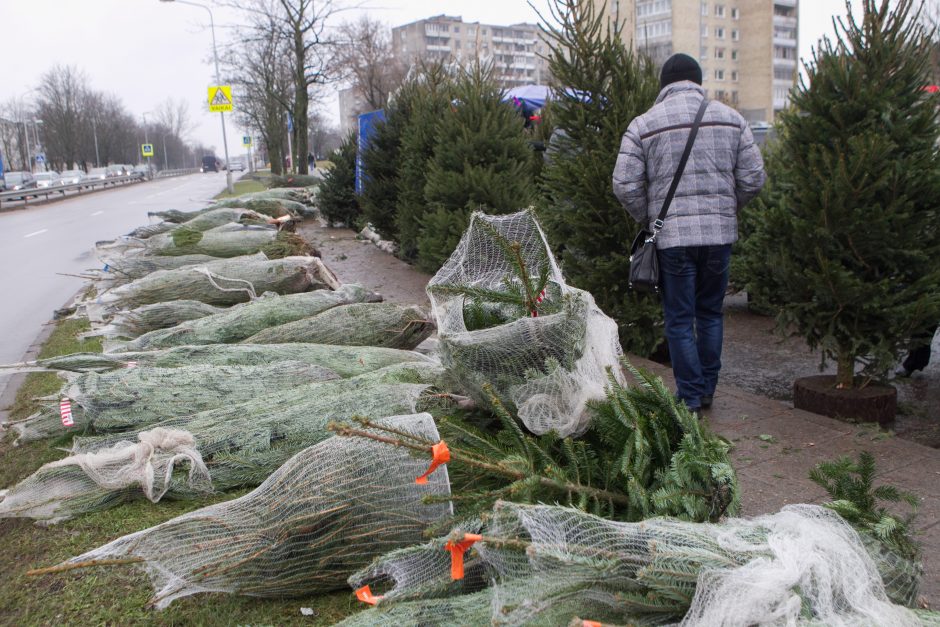 Valstybinių miškų urėdija pradėjo prekybą Kalėdų eglutėmis