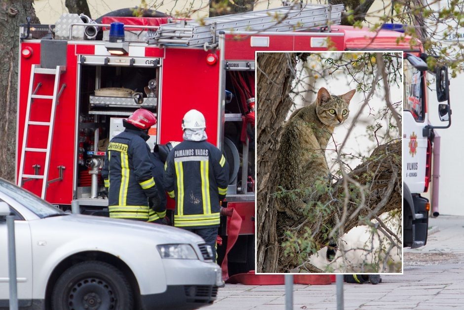 Klaipėdos ugniagesiai Taikos prospekte gelbėjo į medį įlipusią katę