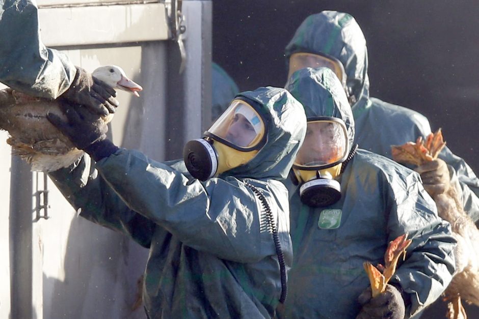 Skambina pavojaus varpais: Europoje patvirtinti nauji paukščių gripo protrūkiai