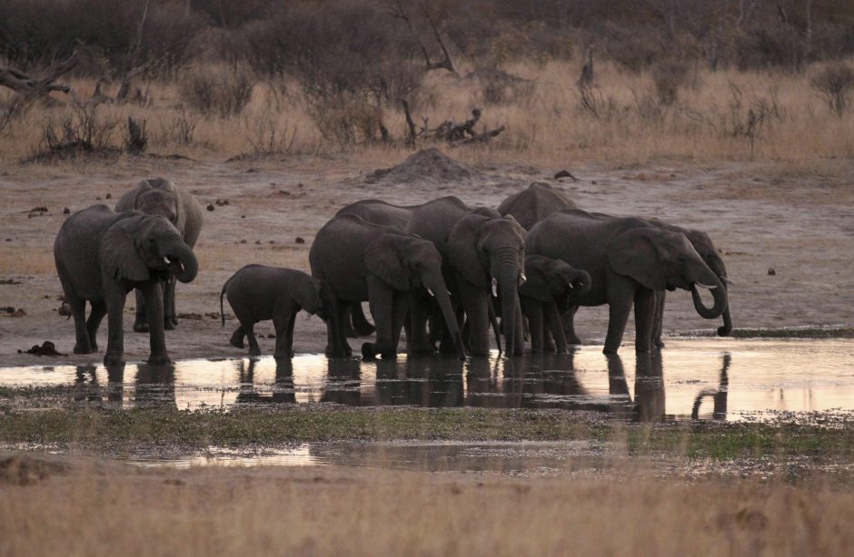 Zimbabvėje tvyro didžiulė sausra: nugaišo mažiausiai 55 drambliai