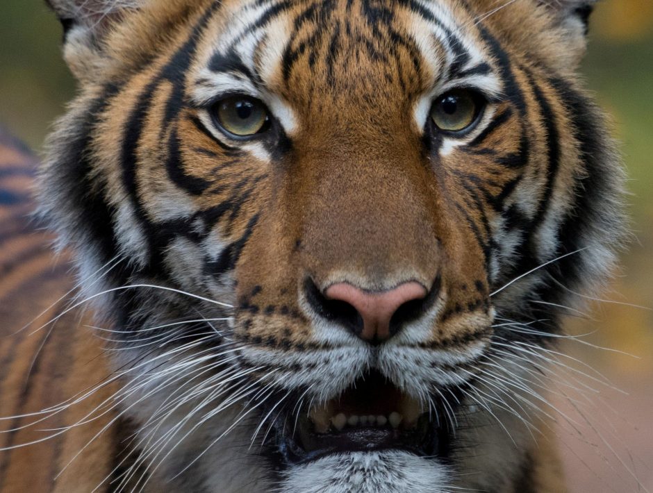 Niujorke koronavirusas patvirtintas zoologijos sode laikomai tigrei