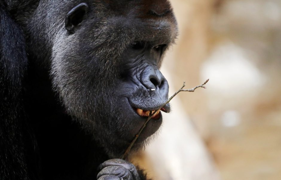 Prahos zoologijos sode koronavirusas nustatytas gorilai ir dviem liūtams