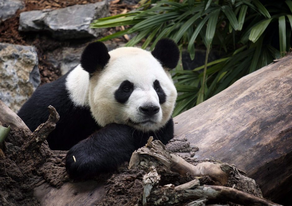 Kanados zoologijos sodas dėl bambukų stygiaus grąžina pandas Kinijai