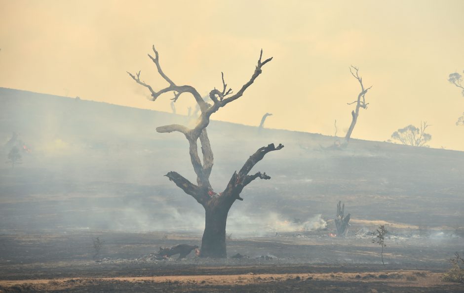 Australijos ugniagesiai: labiausiai nukentėjusioje valstijoje suvaldyti visi gaisrai