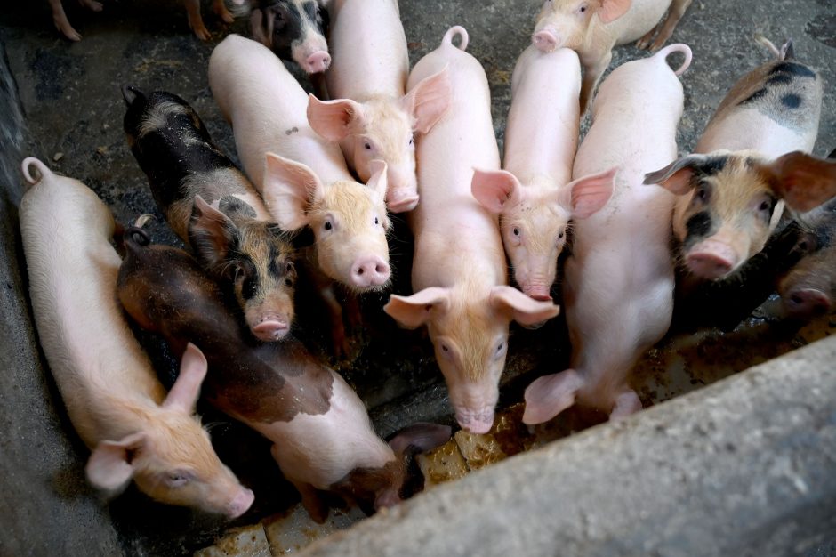 VMVT apie Europoje plintantį afrikinį kiaulių marą: Lietuvai atsipalaiduoti nereikėtų