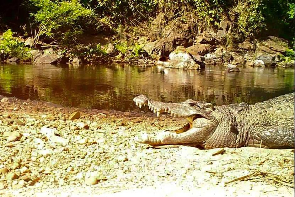 Australijoje vyras atrėmė jį užpuolusį krokodilą