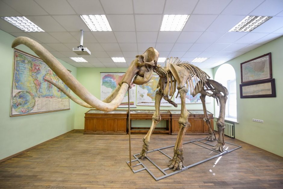 Kartu su pavasariu į Vilnių atkeliauja ledynmečio laikų mamuto skeletas