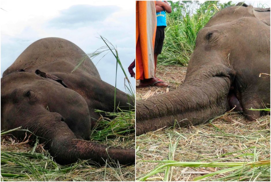 Šri Lankoje rasti keturi nugaišę drambliai, įtariama, kad gyvūnai nunuodyti