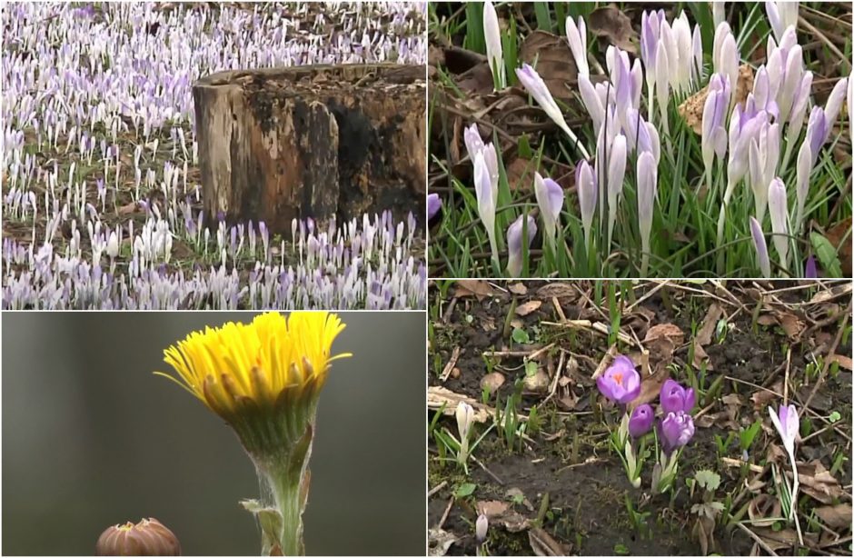 Botanikos sodą nuklojus gėlių kilimui, specialistai įspėja: puošnumas slepia ir pavojų
