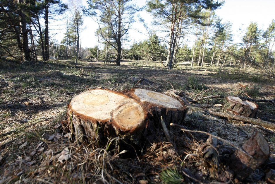 R. Lapinskas: ne biokuras lemia miškų kirtimo apimtis