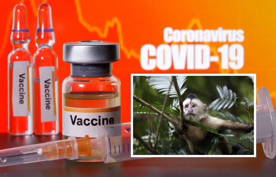 JAV bendrovės kuriama vakcina nuo COVID-19 sėkmingai išbandyta su beždžionėmis