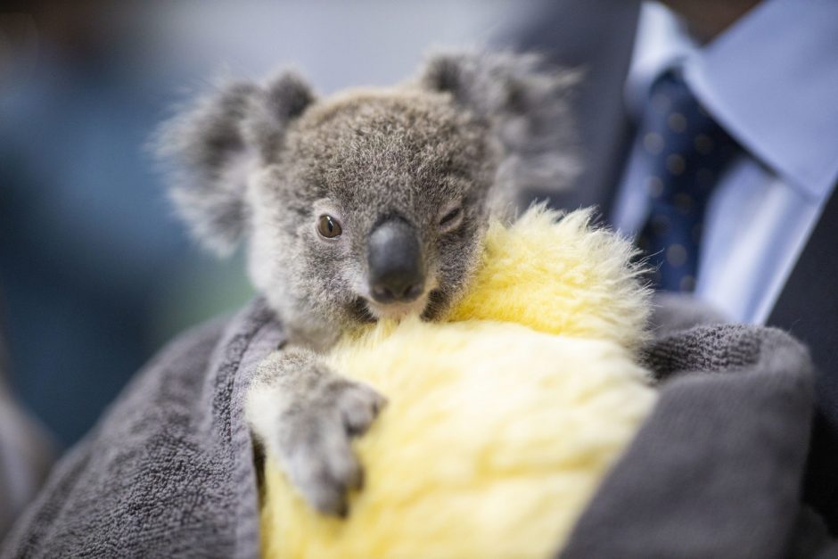 Australija: daugiau kaip 100 gyvūnų rūšių reikalinga skubi pagalba