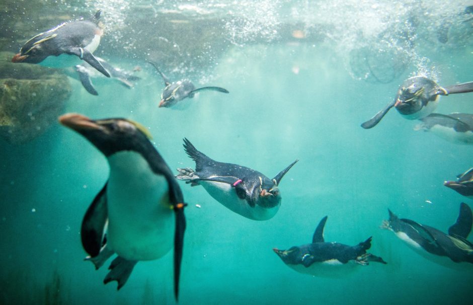 Klimato kaitos padariniai: Antarktidoje smarkiai sumažėjo antarktinių pingvinų