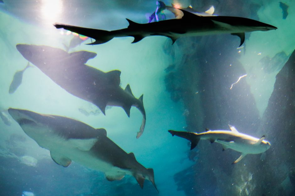 Tragedija Australijoje: ryklys sudraskė laukinės gamtos prižiūrėtoją