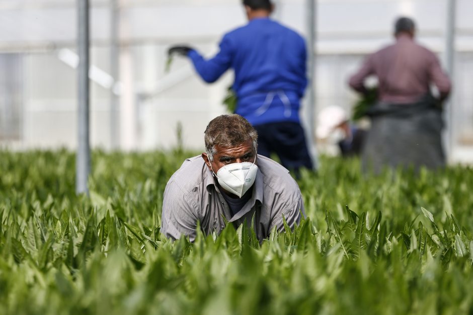 Italijos regionas uždraudė dirbti ūkio darbus laukuose karščiausiu dienos metu