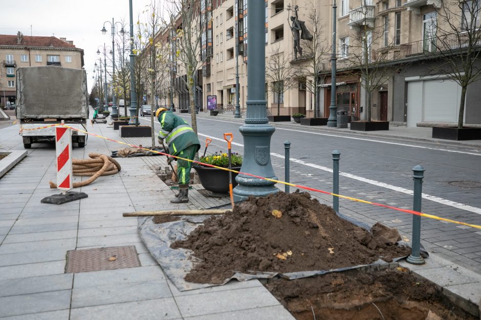 Kuriant žalesnį Vilnių: finišuoja rudeniniai medžių sodinimo darbai 