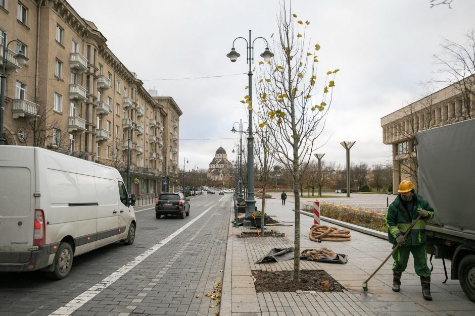 Kuriant žalesnį Vilnių: finišuoja rudeniniai medžių sodinimo darbai 