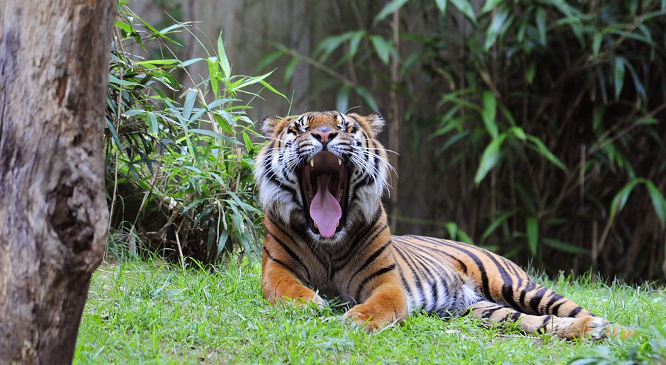 Indijos pietuose nušautas tigras žmogėdra