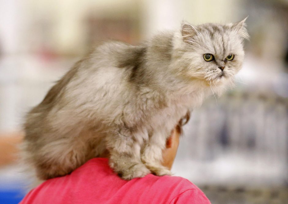 Belgijoje naujasis koronavirusas nustatytas katinui