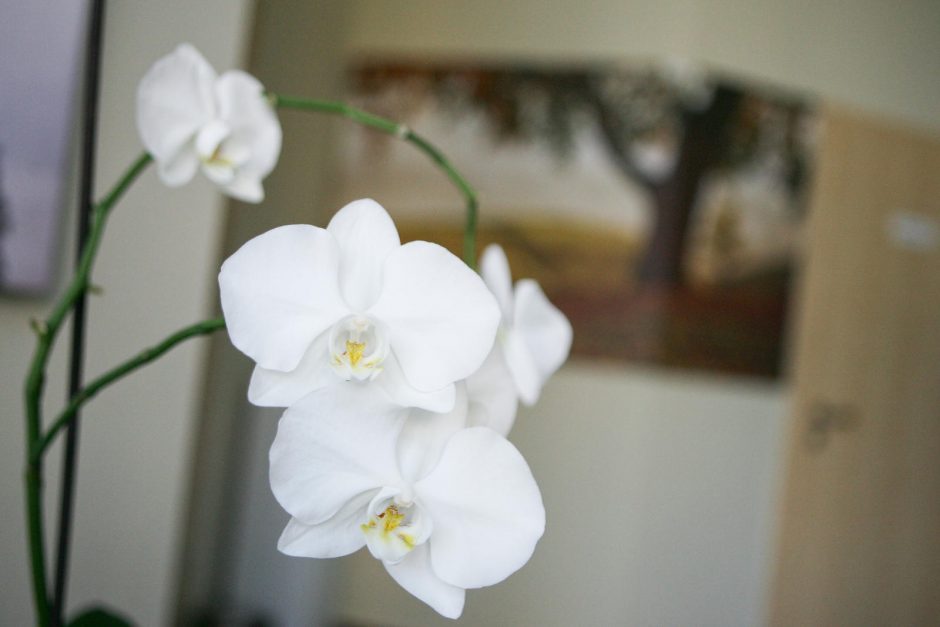 „Augalų labirintuose“ – nuo orchidėjų iki vabzdžiaėdžių augalų