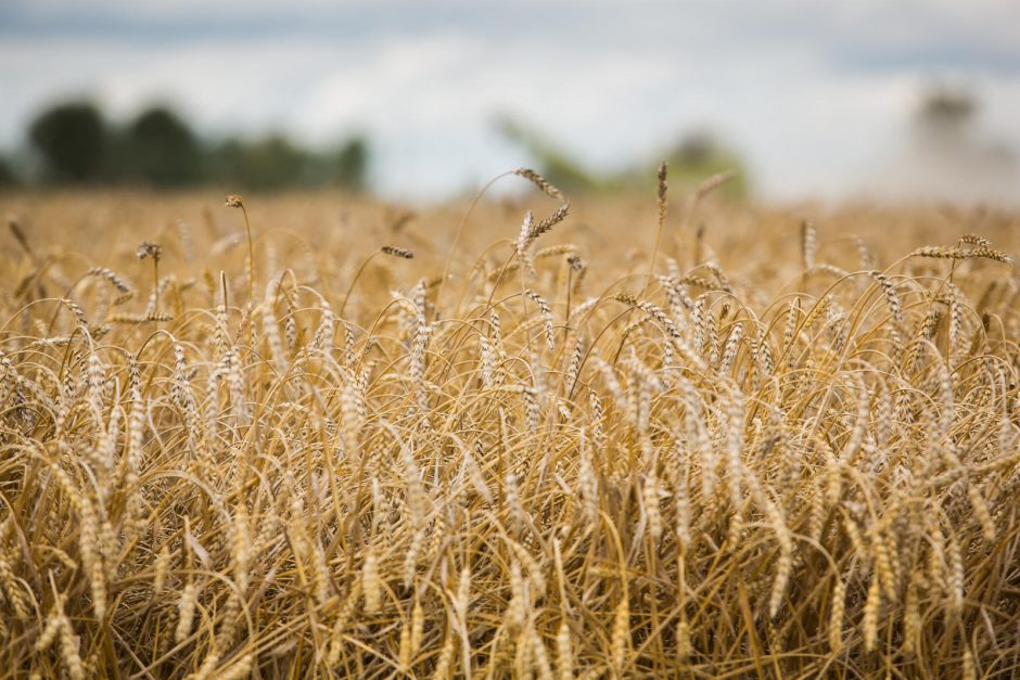 Žemdirbiai: EK planai perpus mažinti pesticidų naudojimą sumažintų derlių
